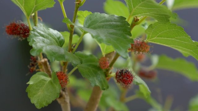 4K : black ripe and red unripe mulberries on the branch, Zoom in shot