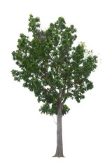 Fototapeta na wymiar Mahogany Tree isolated on white background