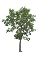 Mahogany Tree isolated on white background