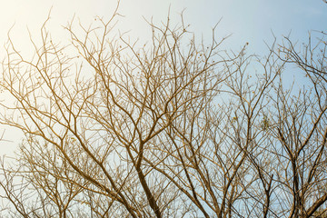 Fototapeta na wymiar Tree branches on blue sky background
