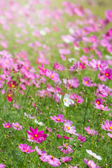 Obraz na płótnie Canvas Beautiful Cosmos flowers in summer season