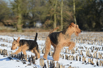 female dog and puppy airedale running  in the snow