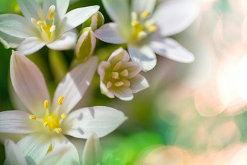 Obraz premium Snowdrops