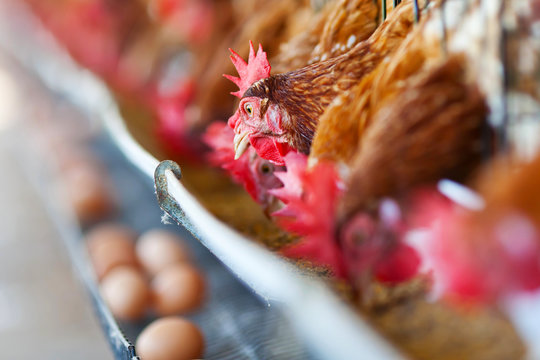 Eggs chicken farm.
