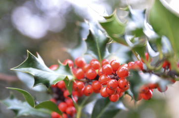 Red berries on a tree