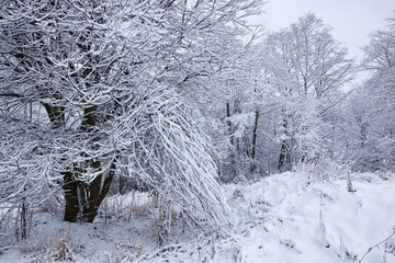 winter forest covered snow