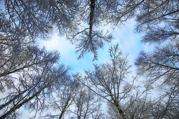 winter snow branch tree covered