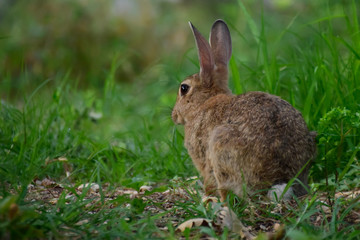 Naklejka na ściany i meble Wild brown hare with big ears sitting in a grass