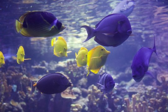 yellow and blue tang school