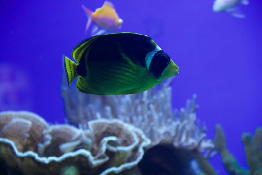 fish in aquarium