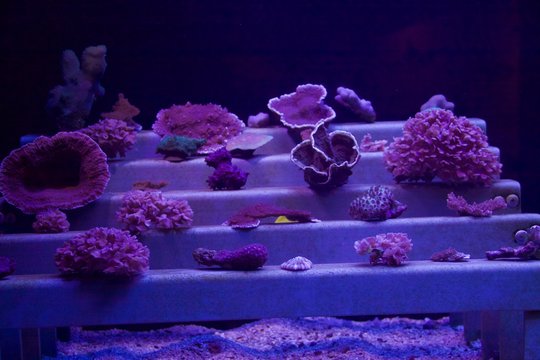 corals and sponges