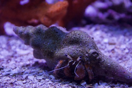 hermit crab
