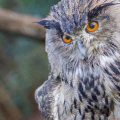 Portrait of a large eurasian eagle-owl