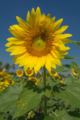 Sunflowers garden.