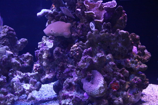 corals and sponges