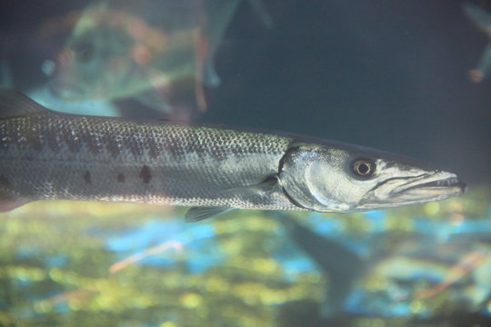 barracuda