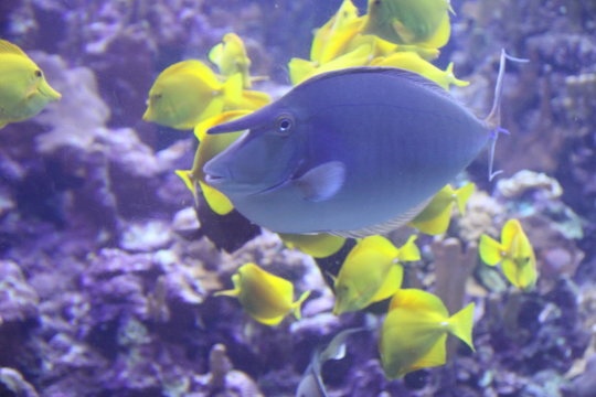 unicorn fish