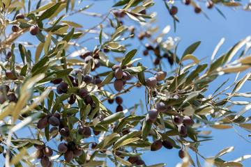 Olives picking at Bethlehem of Galilee