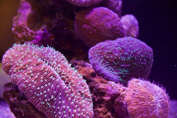 Colorful coral reef texture under aquarium lighting © chetr