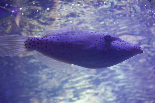pufferfish
