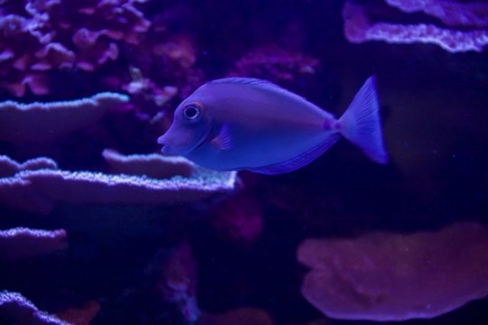 surgeonfish