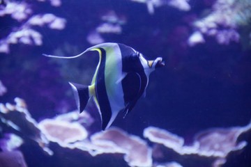 moorish idol