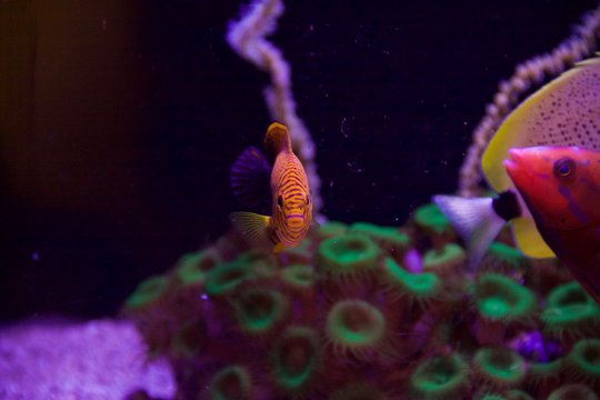 wrasse in coral reef