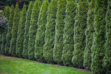 arborvitae as an element of landscape design