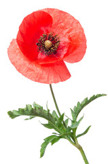 Fototapeta premium single red poppy isolated on white
