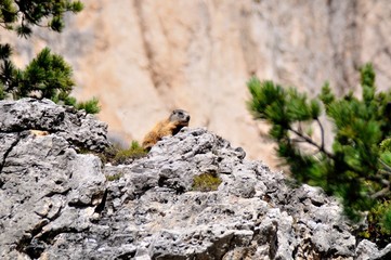 marmotta