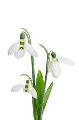 Fototapeta premium Bouquet of snowdrops, isolated on white