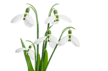 Bouquet of snowdrops, isolated on white