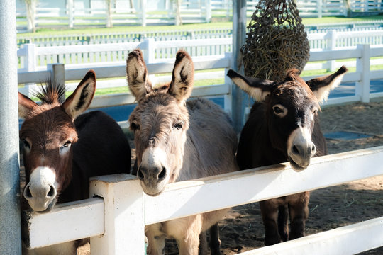Three donky on the farm sticking out of the stall to eat