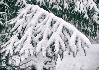 Ветка ели в снегу в парке.
