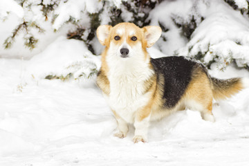Fototapeta na wymiar Dog on a winter walk