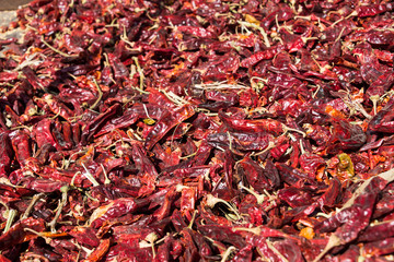 Fototapeta premium Red Paprika growing at Bethlehem of Galilee