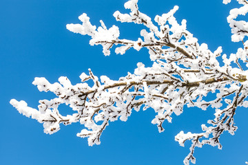 Frost branches on wintertime