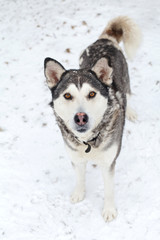 Cute dog portrait wintertime