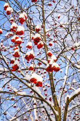 the clusters of red berries of mountain ash under snow 