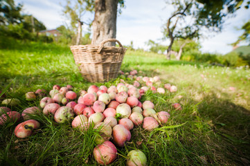 The Basket of Apples. harvest autumn apple fruit grown ecological way