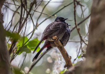 Indian birds the Red Vented Bulbul pairs shot in their natural environment. 
