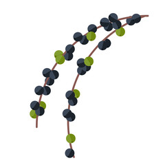 Acai berries and leaves vector illustration. Superfood Euterpe o
