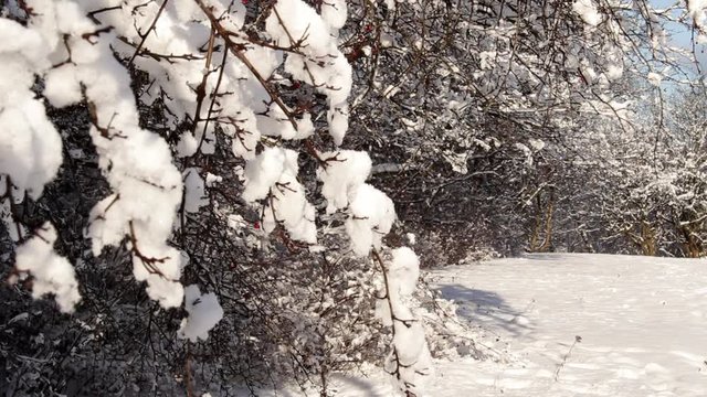 beautiful winter, branches covered with snow