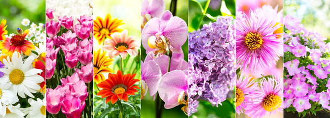 collage of various flowers © Nitr