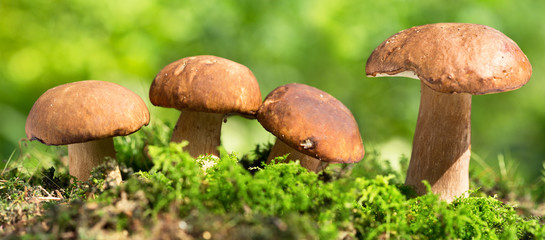 Mushrooms in a forest © Nitr