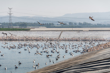 Pelican migration at Viker lookout