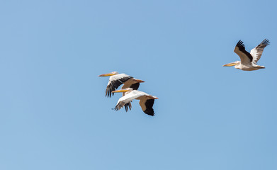 Pelican migration at Viker lookout