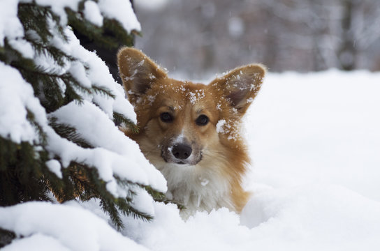 Photo of a dog (breed welsh pembroke corgi fluffy, red colored) under the Christmas tree, winter day, Russia