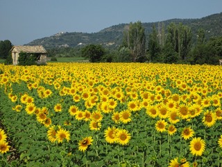 Girasoli