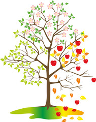 Tree with apples, seasons